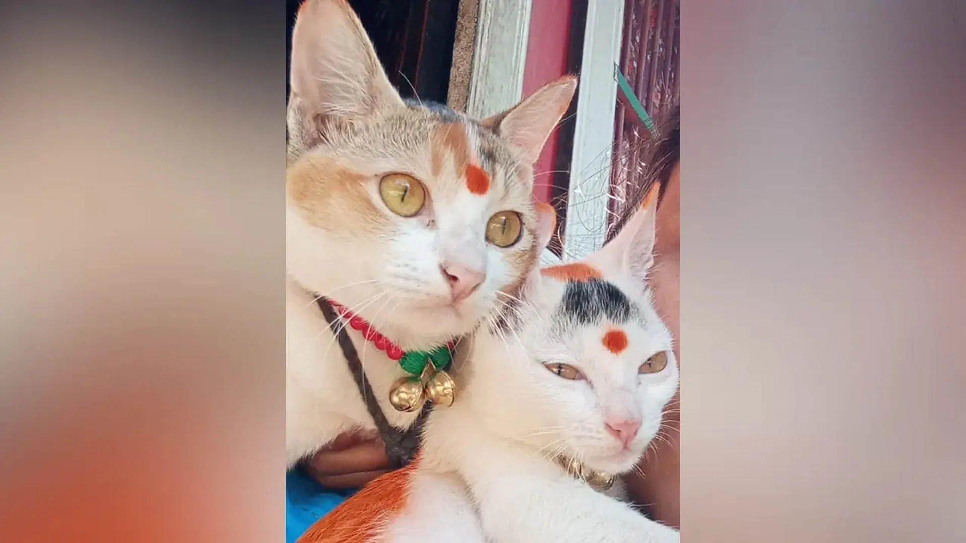 বরিশালে দায়ের আঘাতে আহত বিড়াল, থানায় অভিযোগ